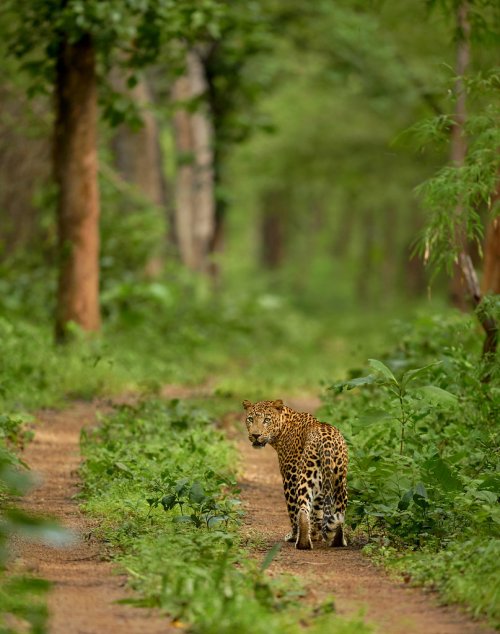 Leopard in its habitat