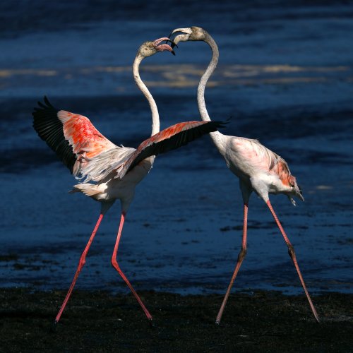Flamingos Bickering