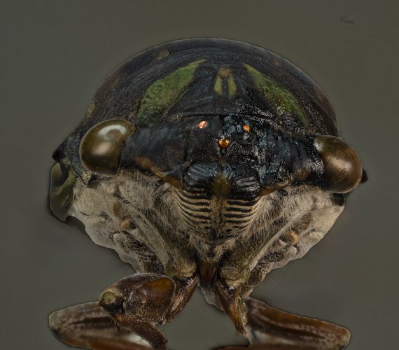Face of a Cicada