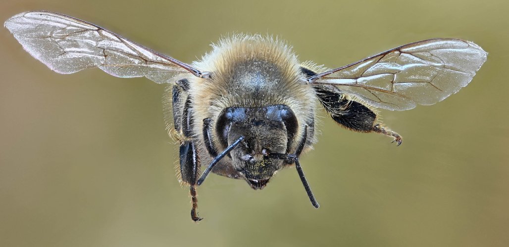 Incoming Honey Bee