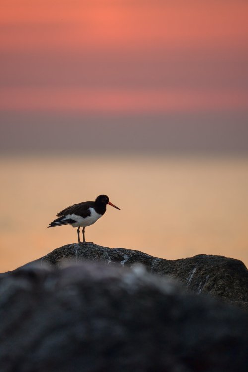 Oystercatcher - pictures from few days at our local beach