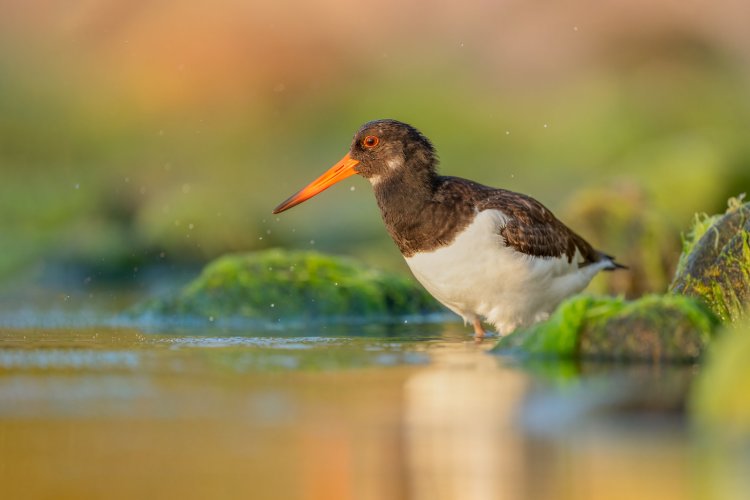 Oystercatcher - pictures from few days at our local beach