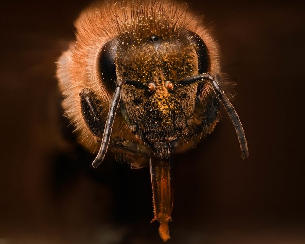 Macro shot of a Leafcutting Bee