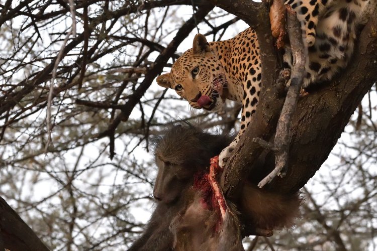 Leopard and its prey (potentially sensitive content)