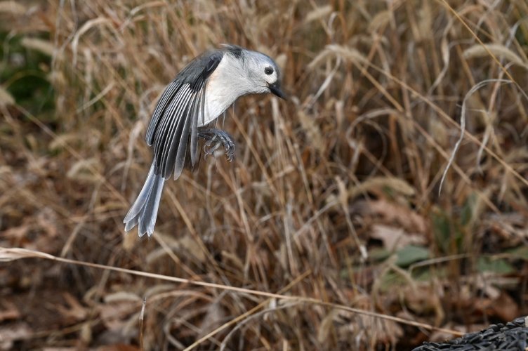 Tufted Titmouse coming in for a landing