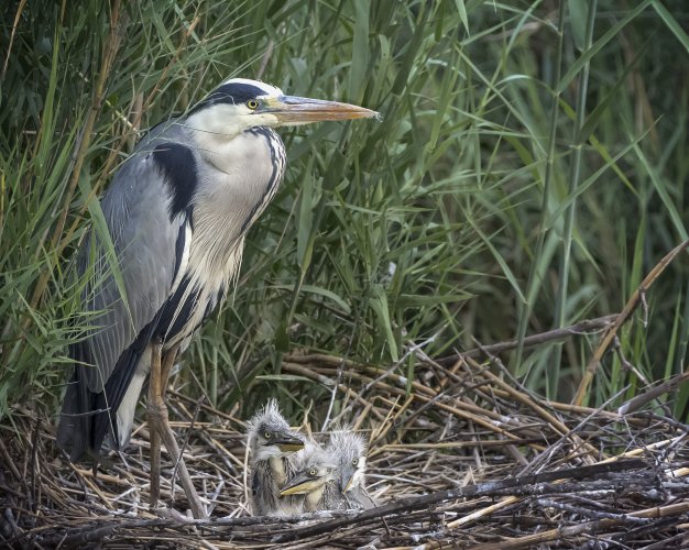 Grey Heron and Chicks - South Africa