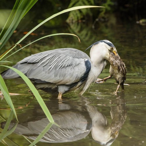 Greedy Grey Heron (eating pics)