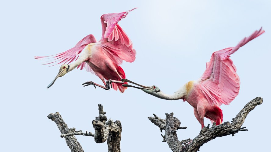 Get off  MY  branch!  Spoonbill squabble!