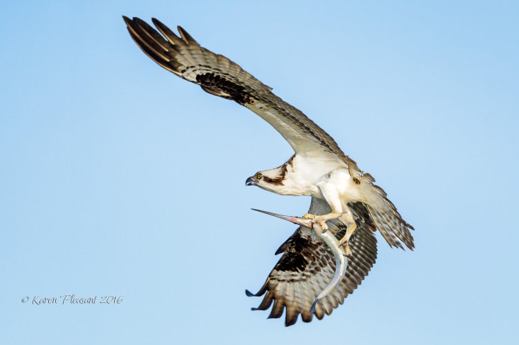 Osprey with garfish
