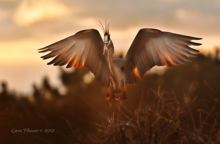 Heron arriving at sunrise