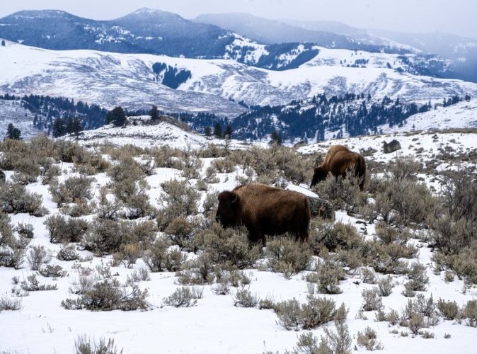 Some Yellowstone Bison shots from last week