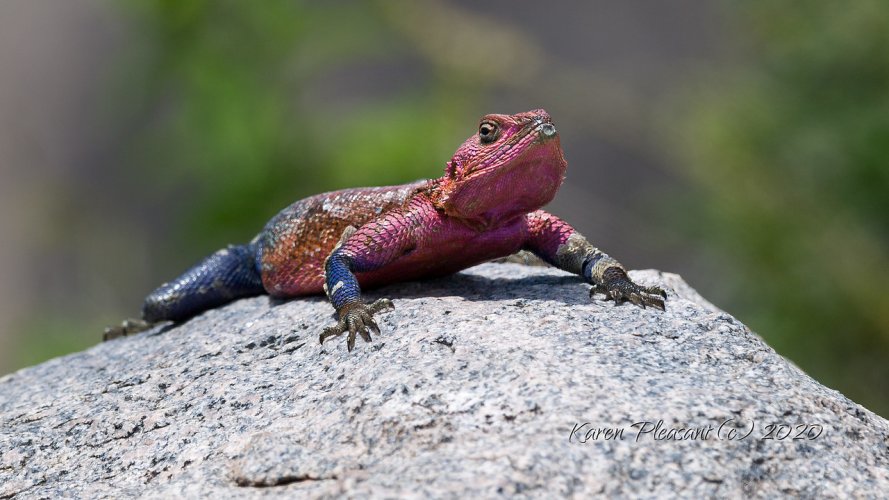 Agama lizard......Image added