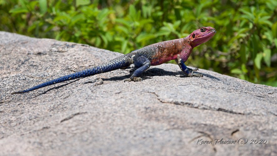 Agama lizard......Image added