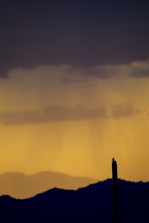 Death Looming in the Sunset Rain of the Desert