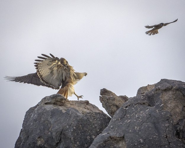 Red Tail and American Kestrel Kung Foo Fighting