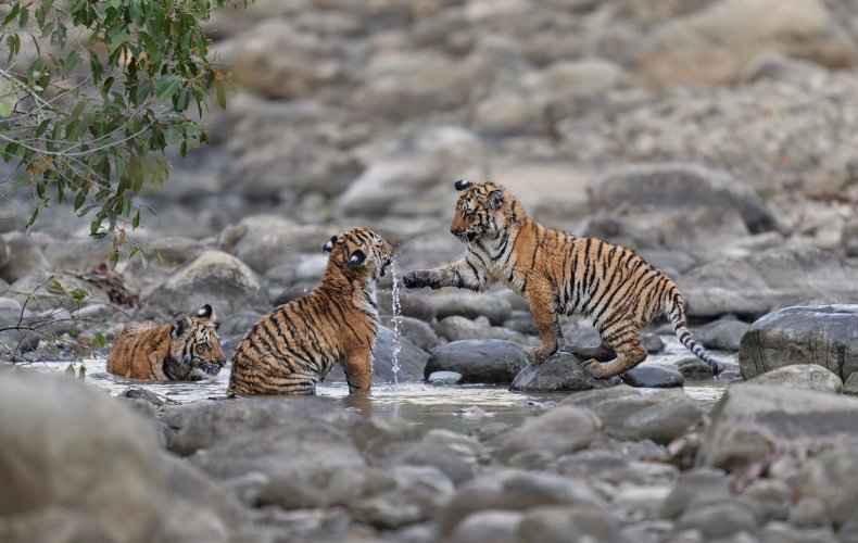 4 Month old tiger cubs, Jim Corbett National Park, India