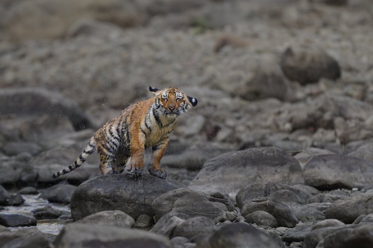 4 Month old tiger cubs, Jim Corbett National Park, India