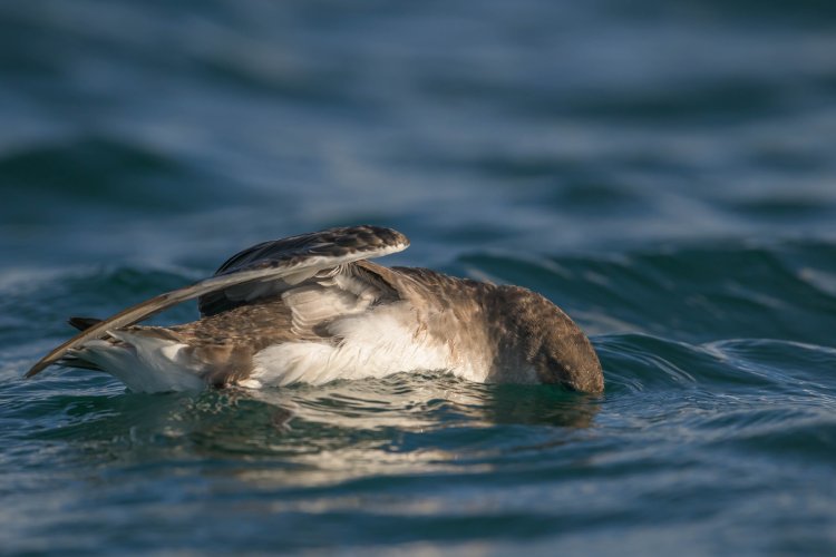 Last of the Shearwaters