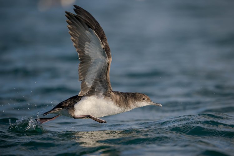 Last of the Shearwaters