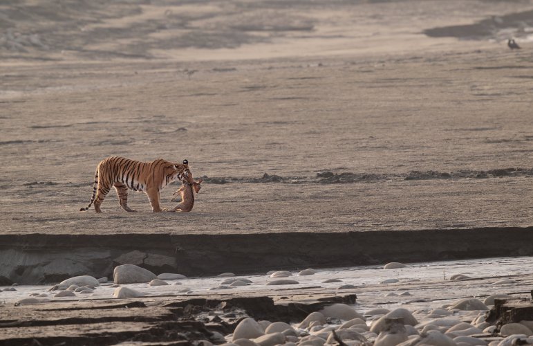 Tigress with Spotted deer fawn kill, Corbett National Park, India