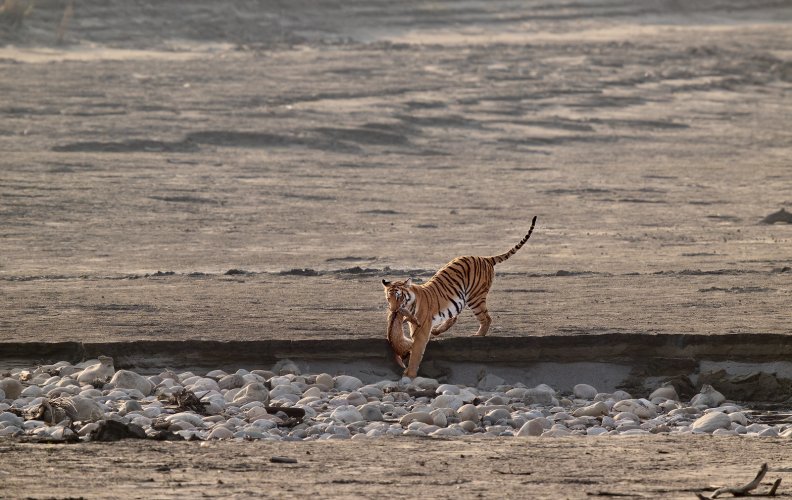 Tigress with Spotted deer fawn kill, Corbett National Park, India