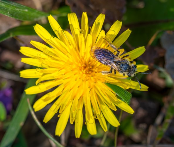 A mining bee on a dandelion