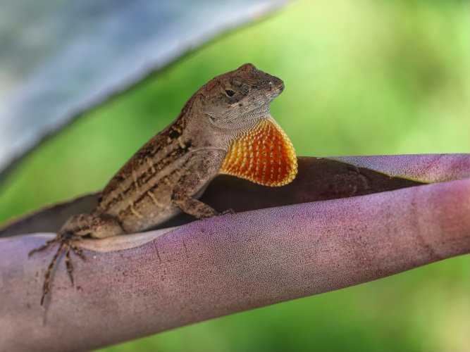 Anole In the Shade