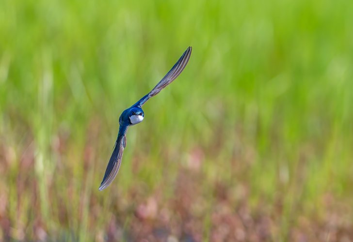 Tree swallows hunting insects