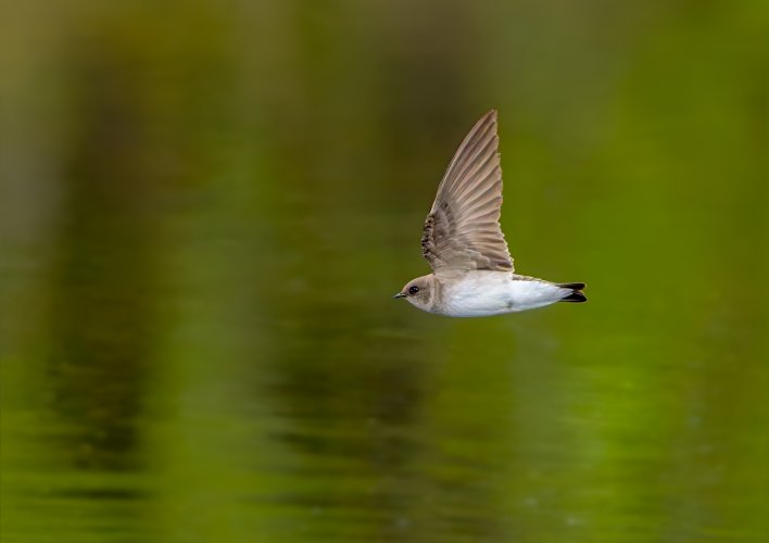 Rough winged swallow