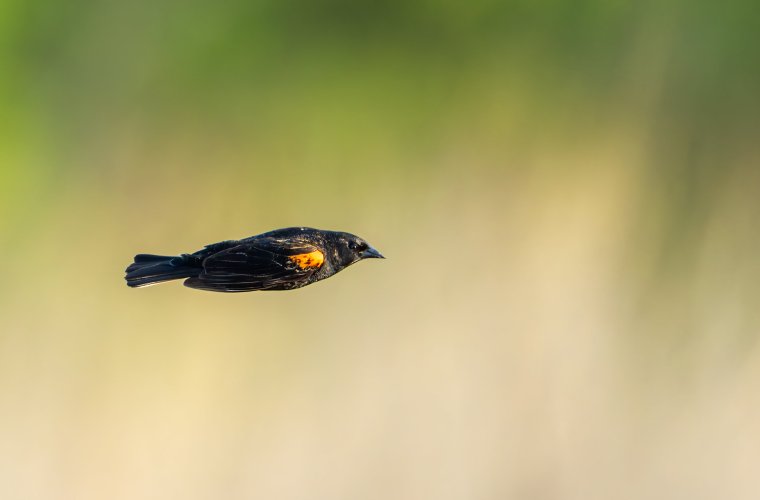 Male red winged blackbird