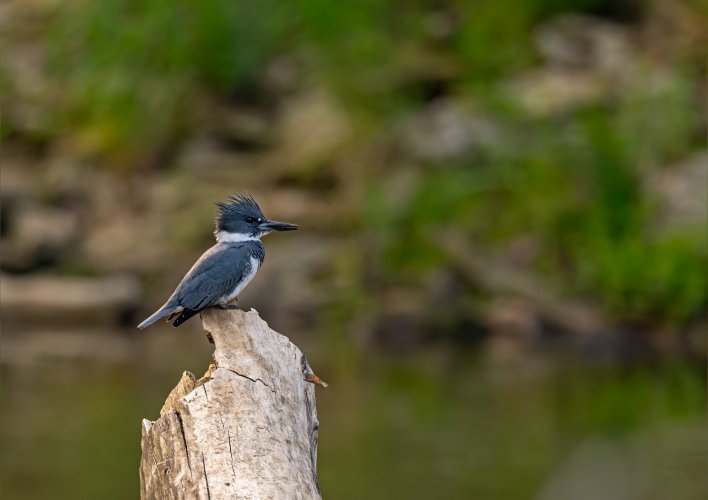 Male belted kingfisher