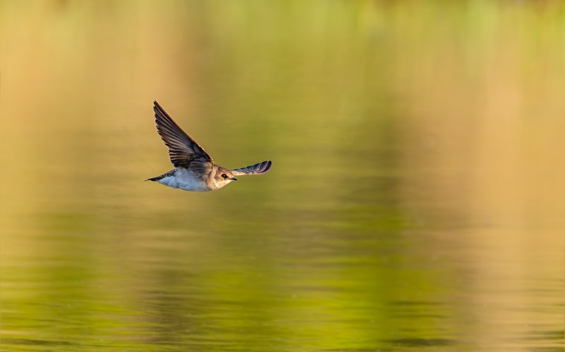 Northern rough winged swallow