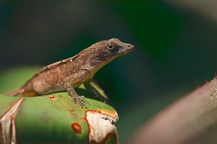 Anole on a perch