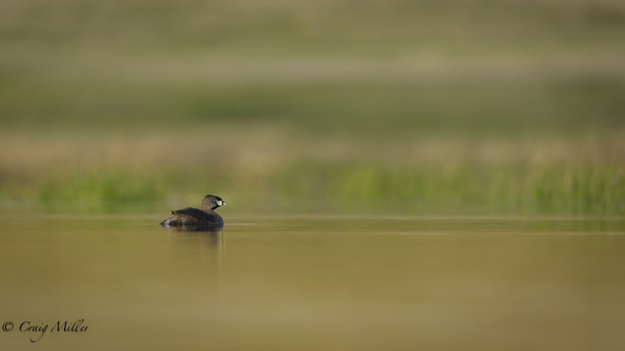 Few birds from a Montana wetland