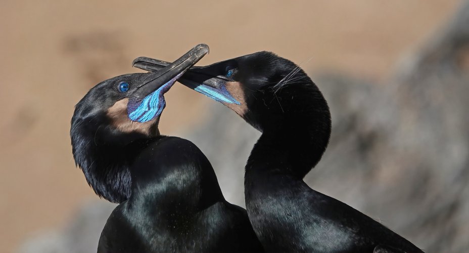 Brandt's Cormorant