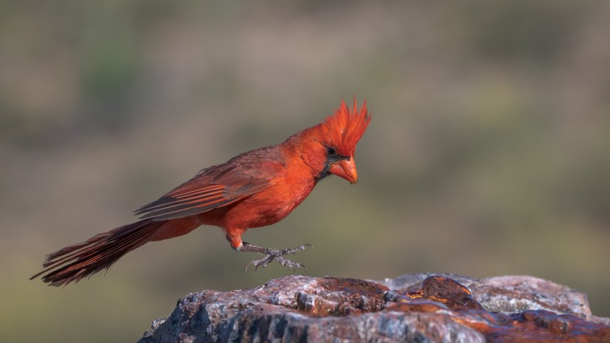 My Cardinal Flew West