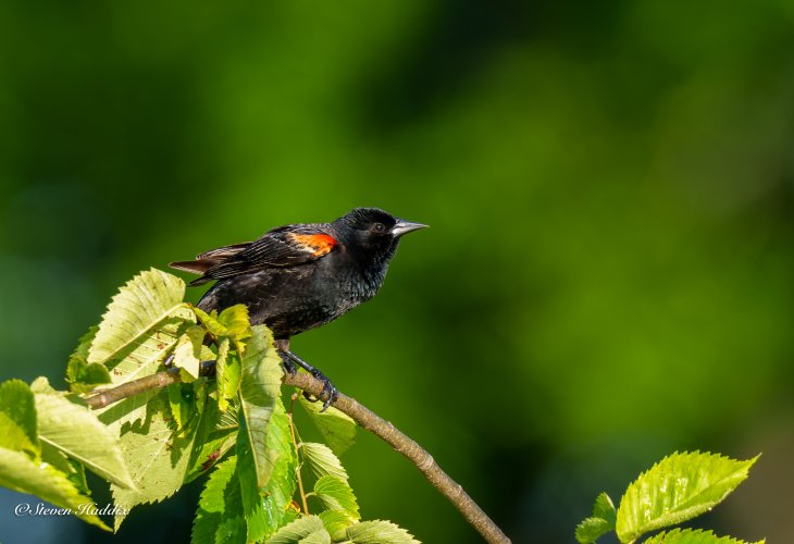 Male red winged blackbird