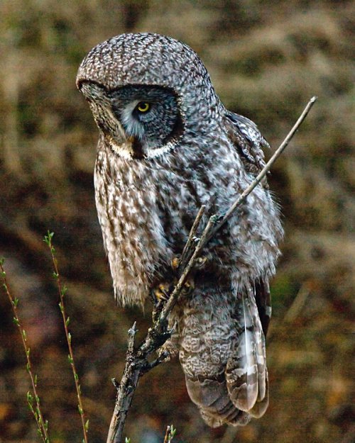 Great gray owls of the GYE