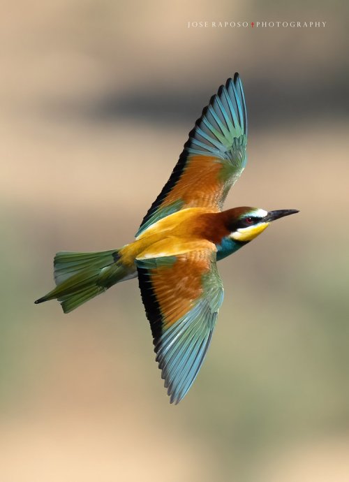 European Bee-eaters on the wing