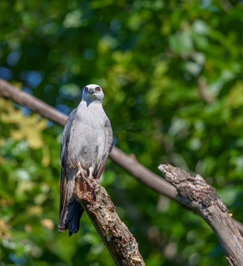 Male Mississippi kite perched in the sun