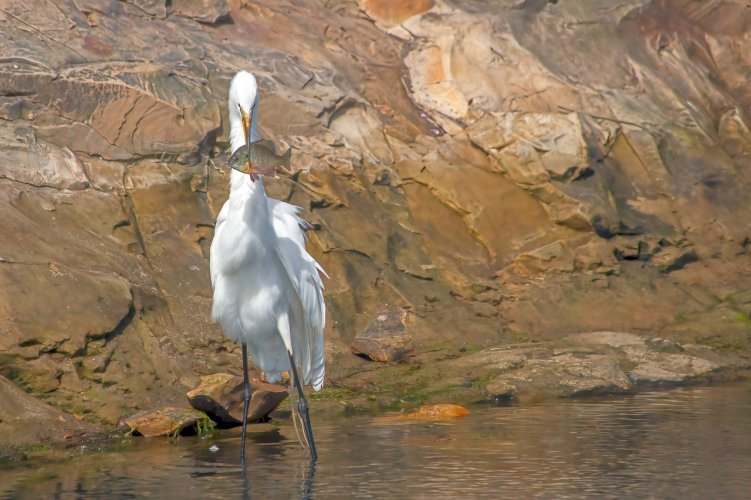 Great Egrets