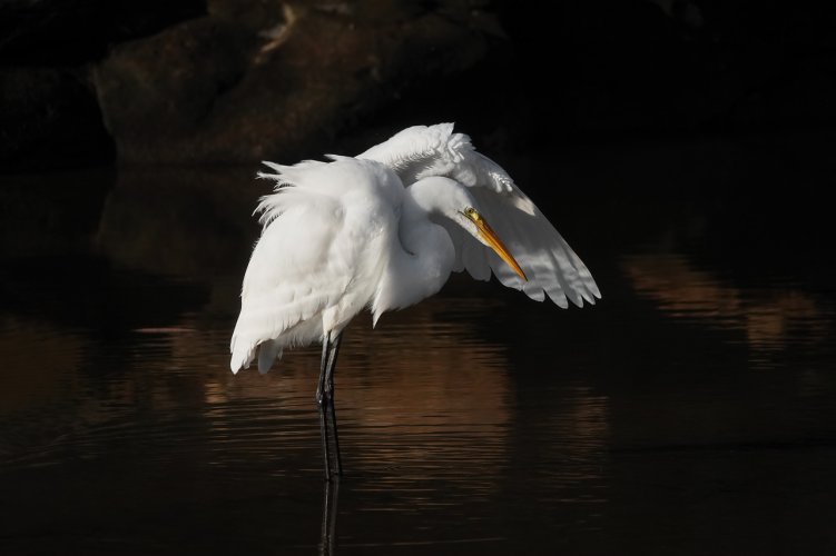 Great Egrets