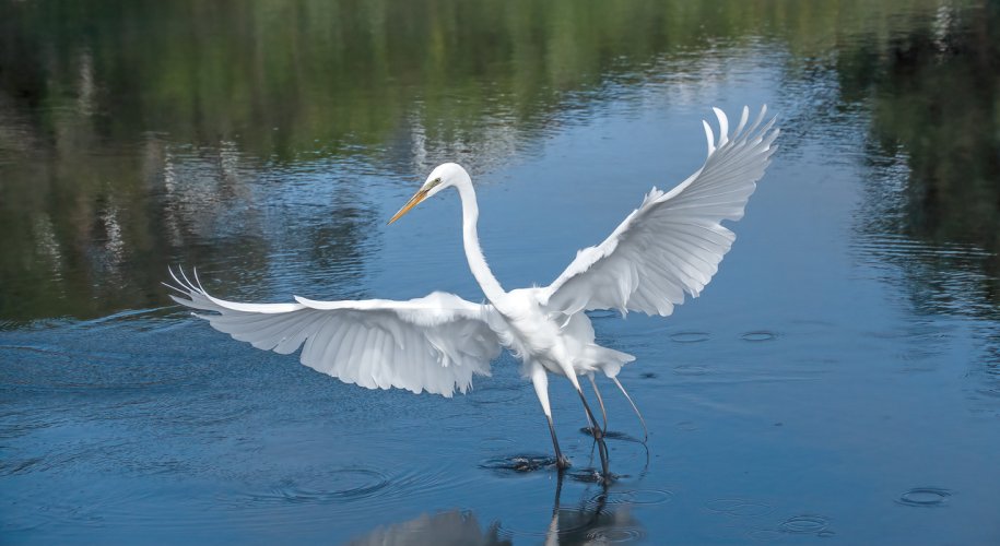 Great Egrets