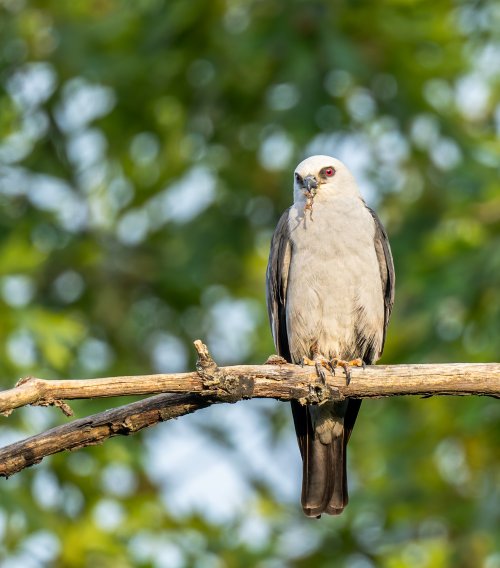 Mississippi kite with a frog