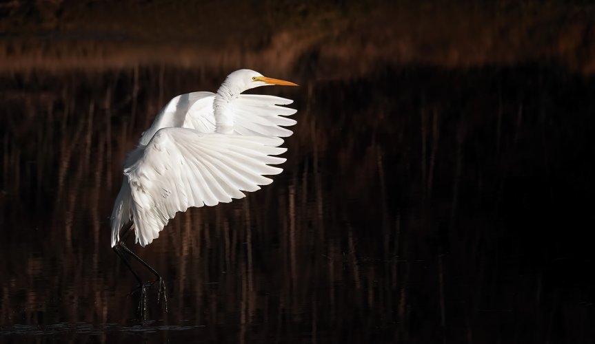 Great Egrets