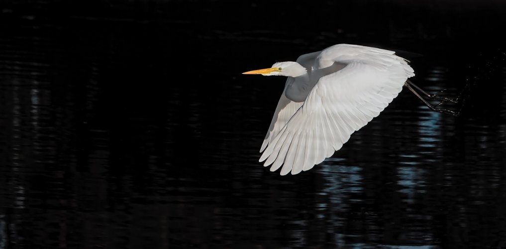 Great Egrets