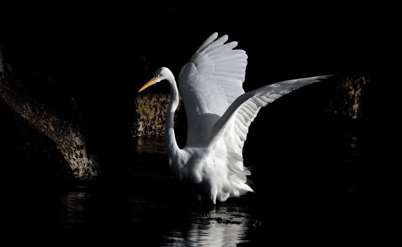 Great Egrets