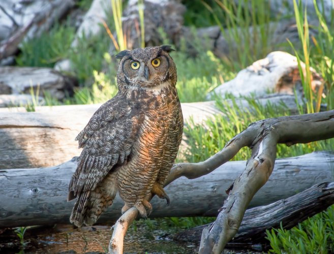 Great Horned Owls