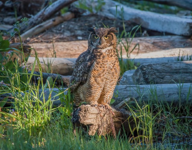 Great Horned Owls