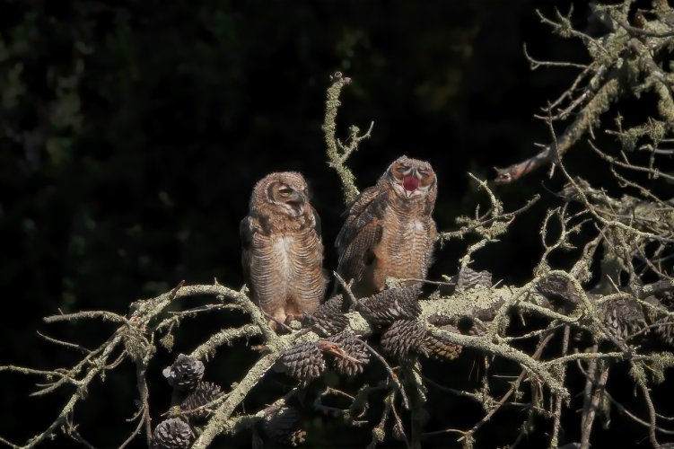 Great Horned Owls